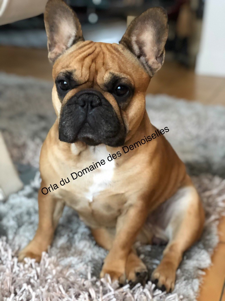 Orla Du Domaine Des Demoiselles