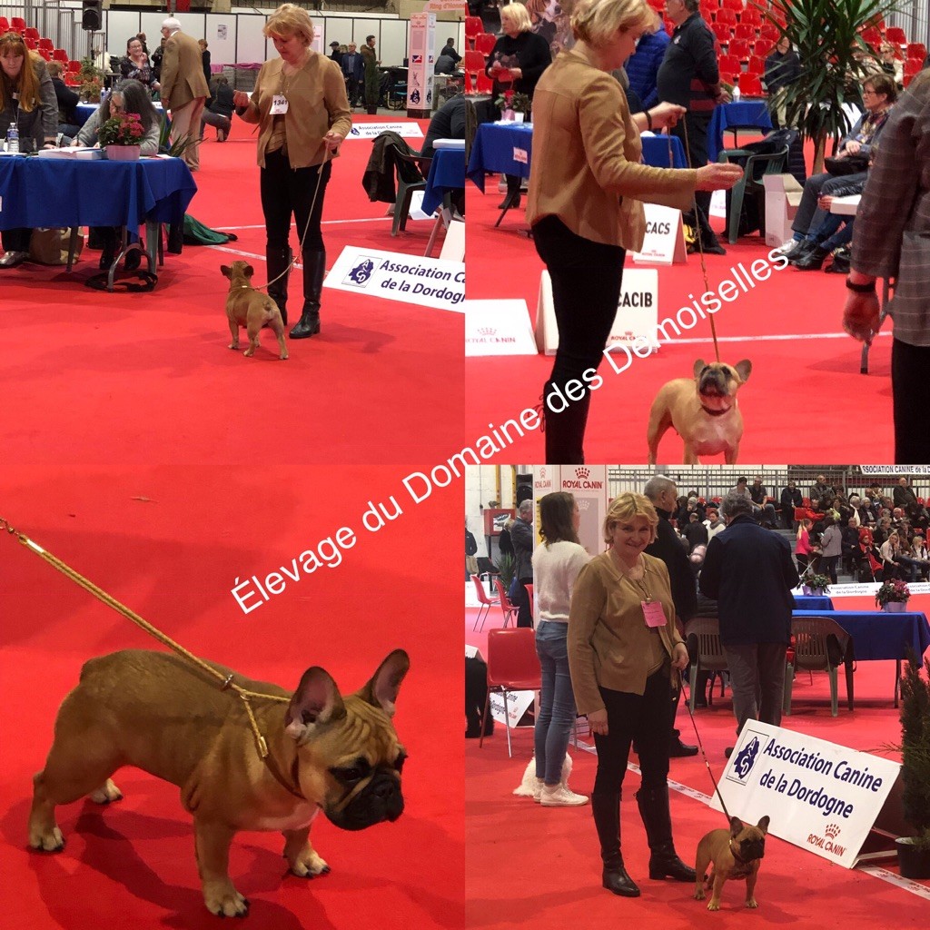 EXPOSITION CANINE