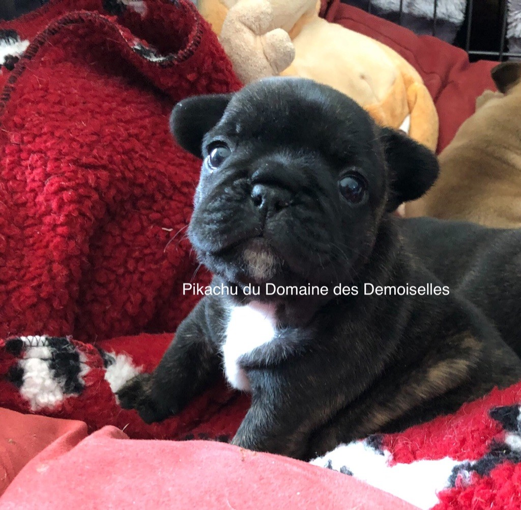 Du Domaine Des Demoiselles - Bouledogue français - Portée née le 15/04/2019